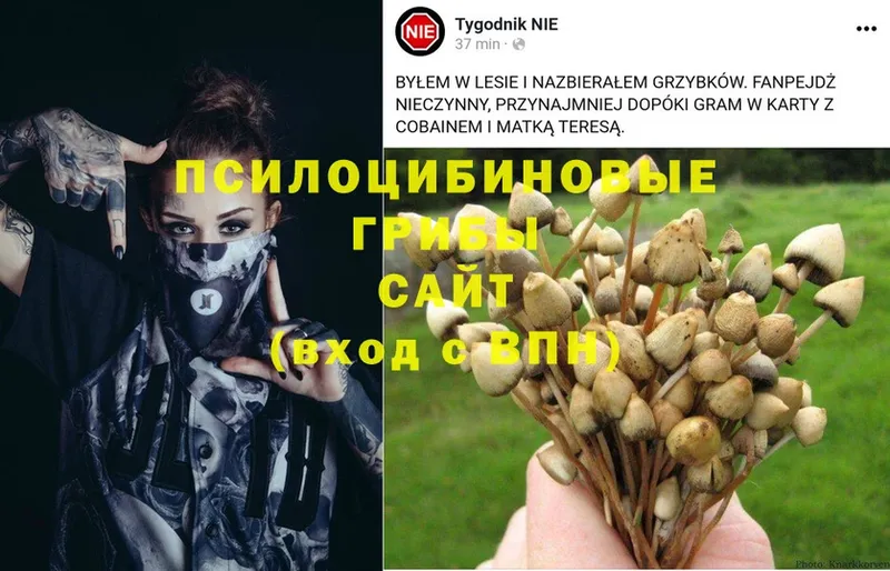 Псилоцибиновые грибы Psilocybe  Зеленогорск 